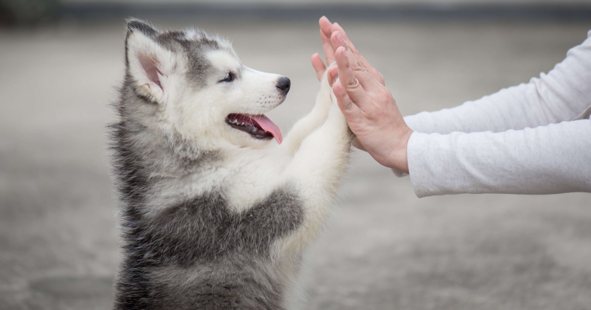 reconversion métiers animaliers