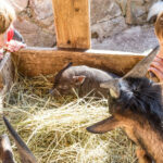 ouvrir une ferme pédagogique