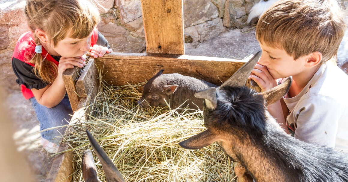 Créer une Ferme Pédagogique  4 Étapes pour Réussir votre Projet