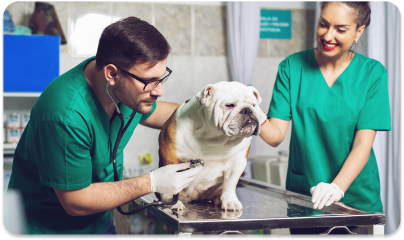 programme-auxiliaire-veterinaire