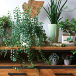 decorer-plantes-interieures-