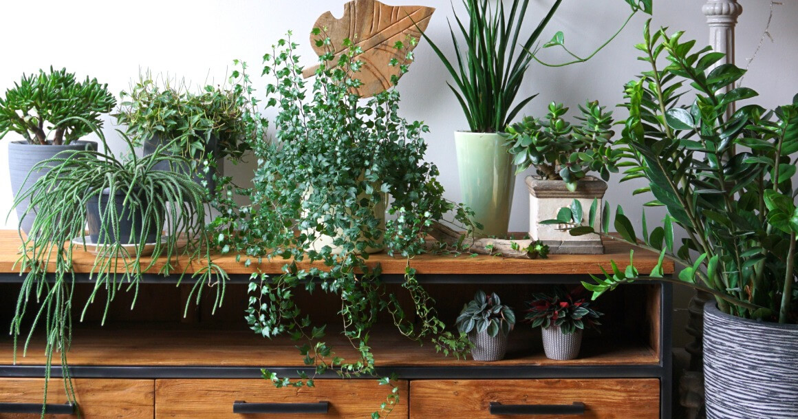 Comment choisir la plante d'intérieur idéale pour son salon ?