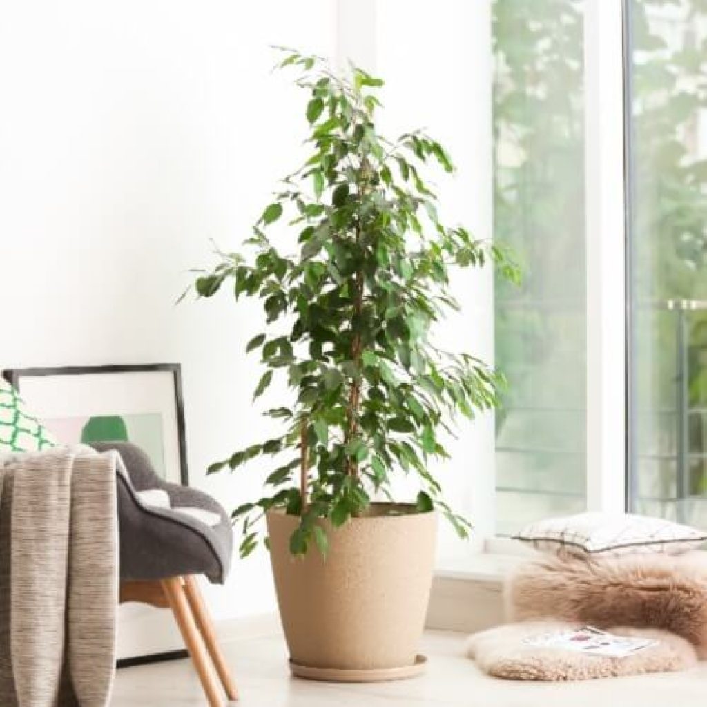 Pot de fleur déco : une touche d'originalité pour votre intérieur