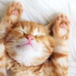 metiers-animaliers-quels-metiers-pour-travailler-avec-des-chats