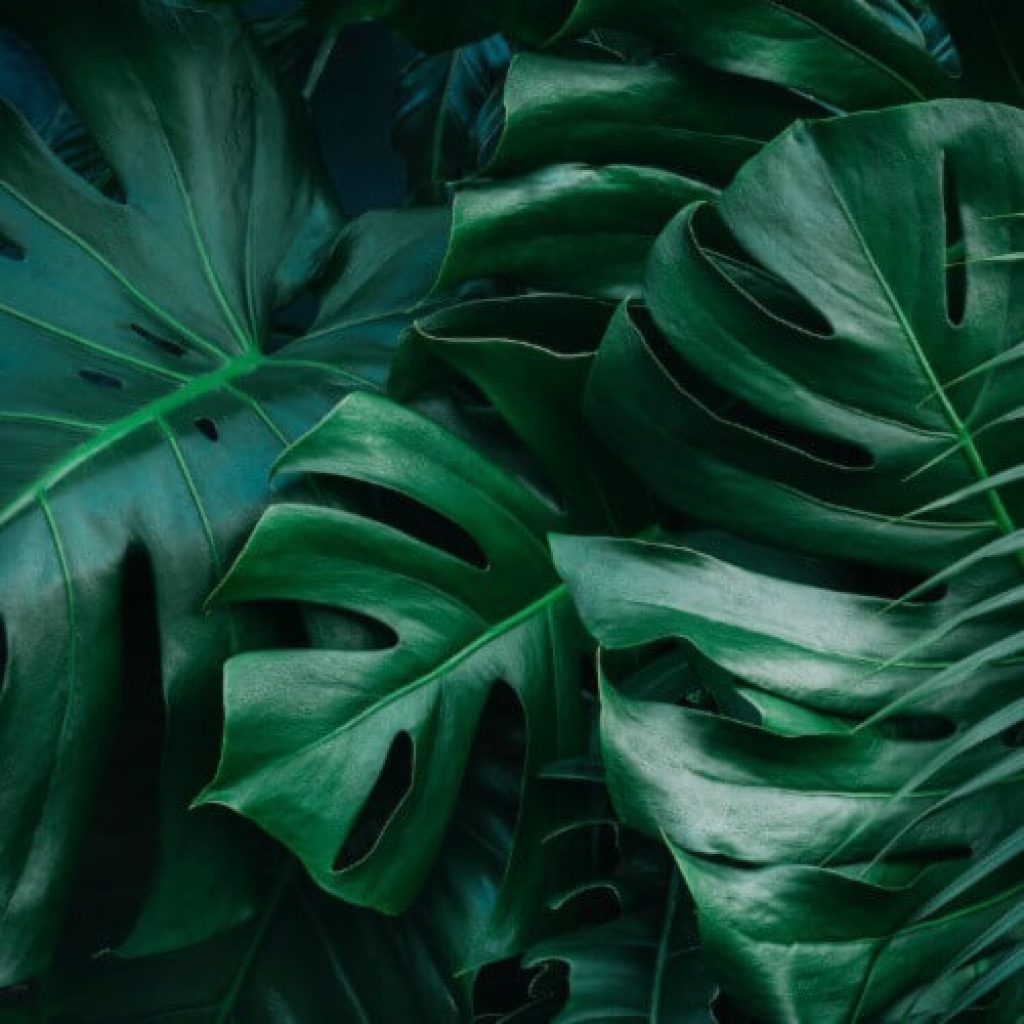 monstera