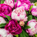 Pivoines au printemps