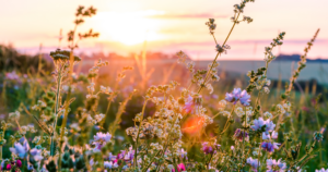 Ferme florale