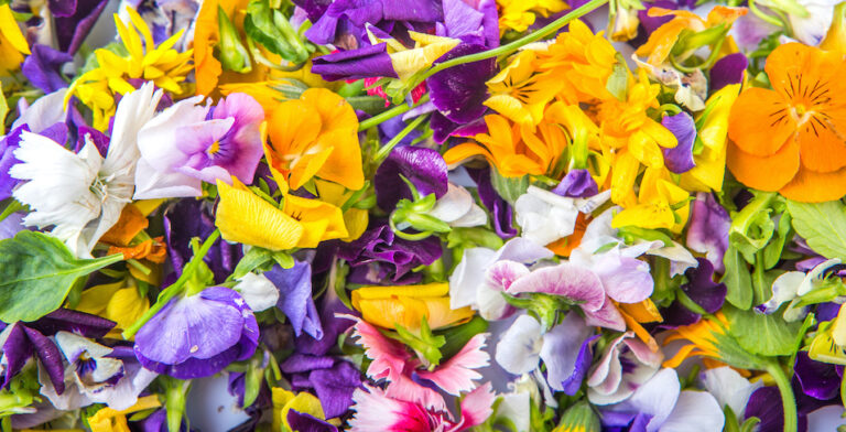 Fleurs qui se mangent