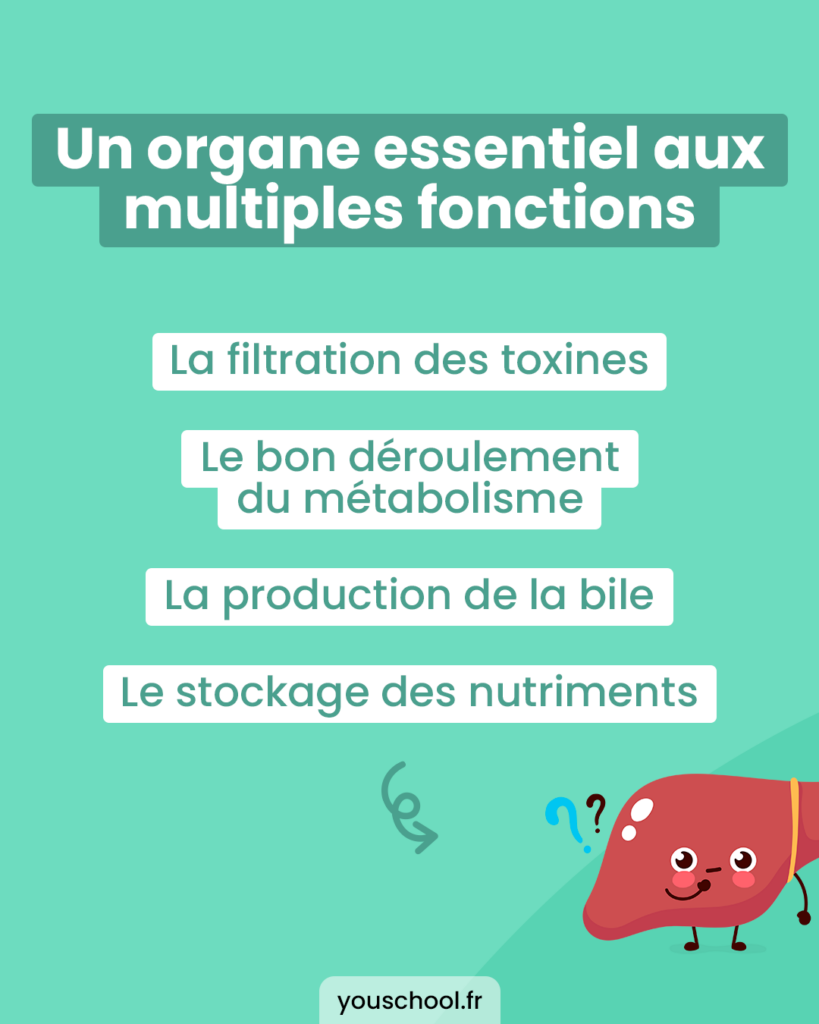 le foie est un organe essentiel aux multiples fonctions, il faut en prendre soin