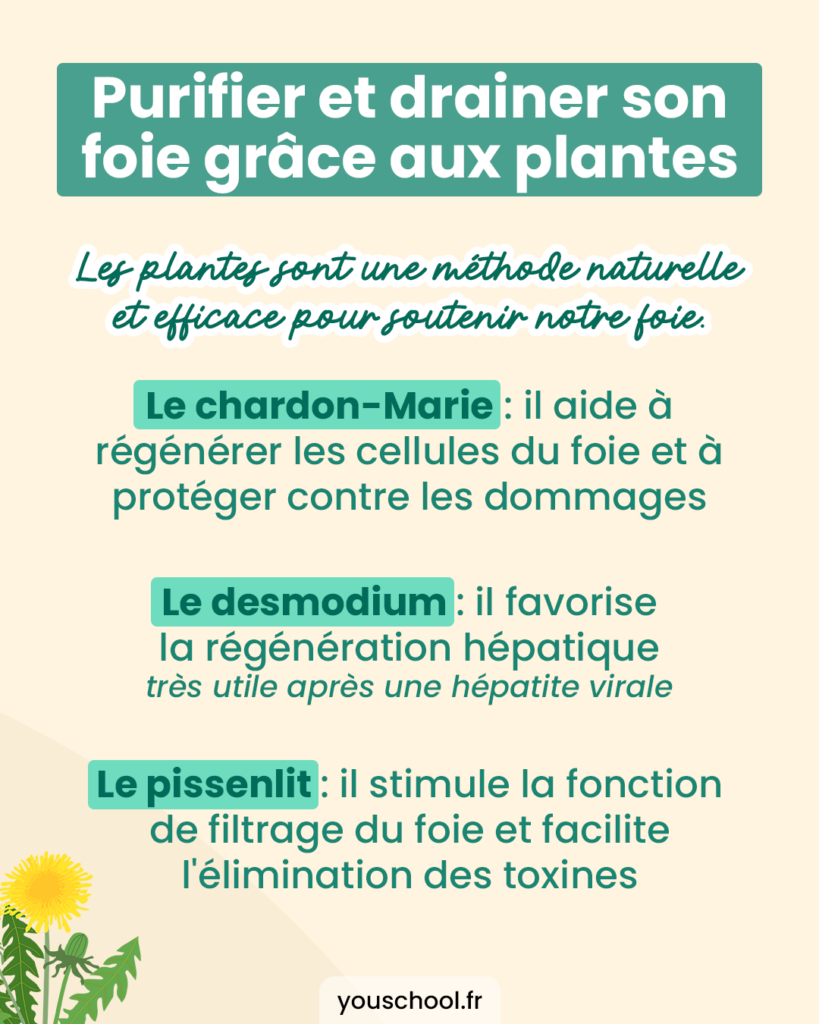 Purifier et drainer son foie grâce aux plantes