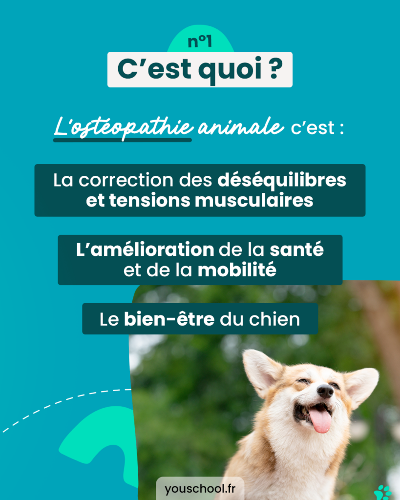 Qu'est-ce que l'osthéopathie animale et comment elle fonctionne