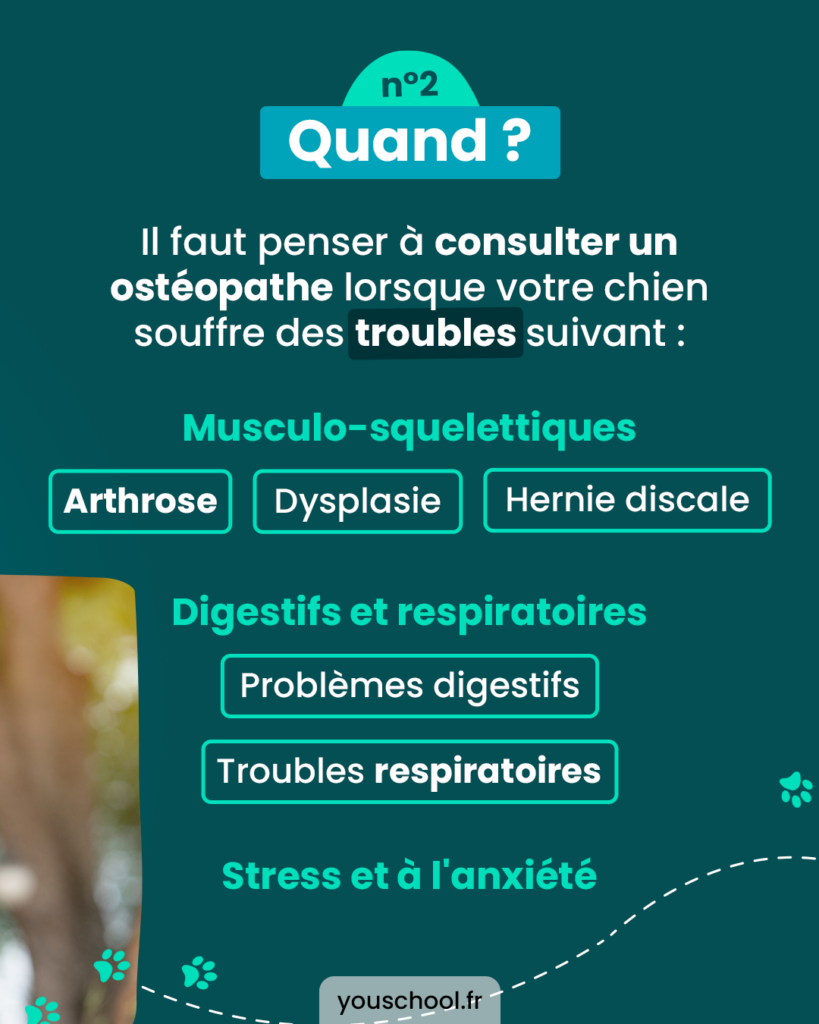 Consulter un ostéopathe lorsque que votre chien présente certains troubles musculo-squelettiques