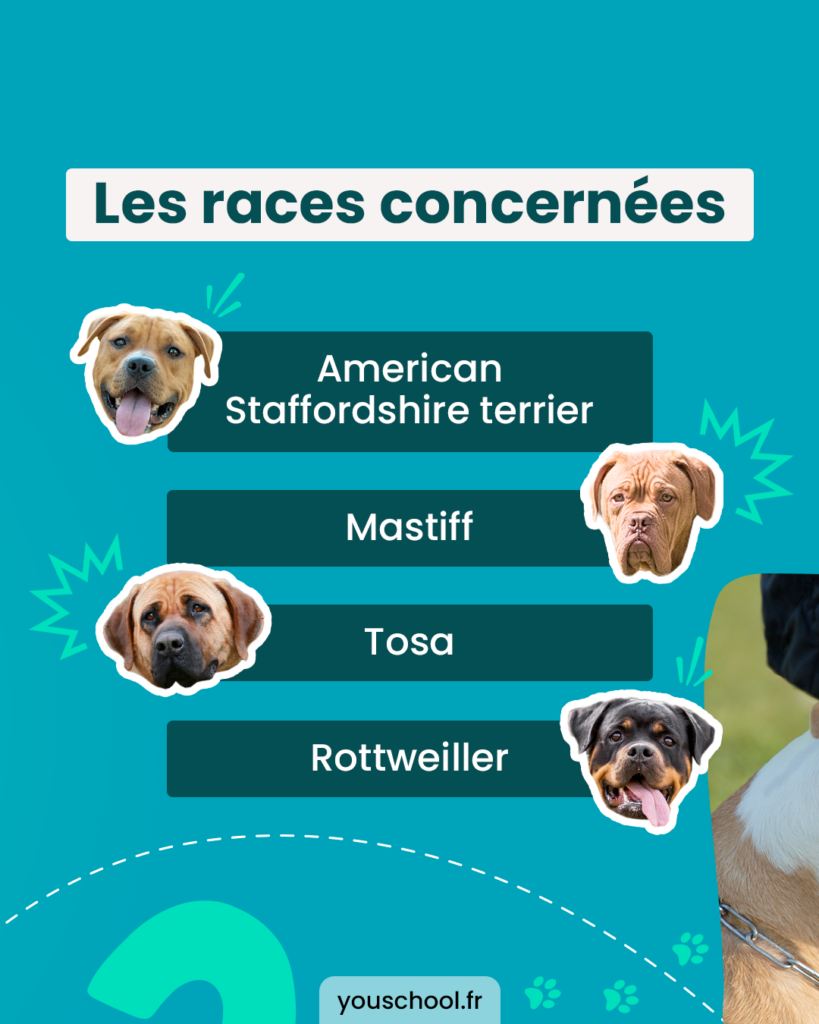 Les 4 races de chiens concernées par la catégorisation
