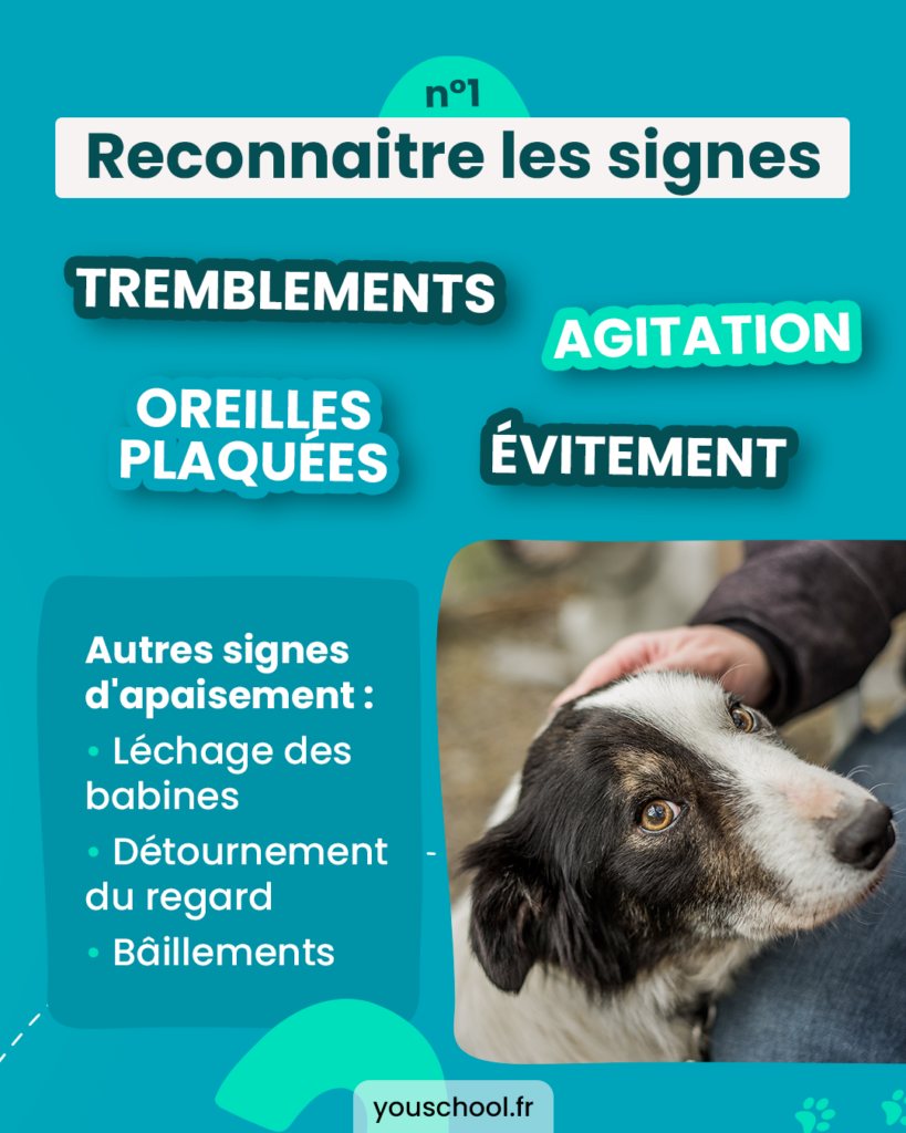 Reconnaitre les signe d'un chien qui a peur