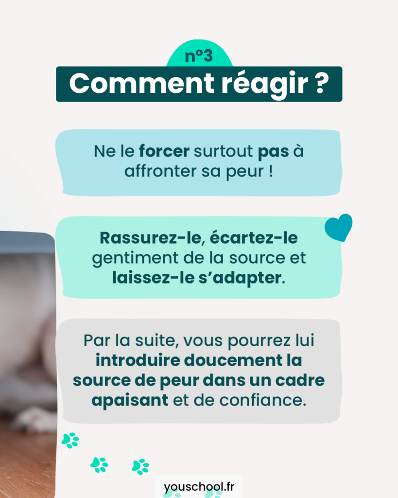 Comment rassurer un chien peureux, les gestes à mémoriser.